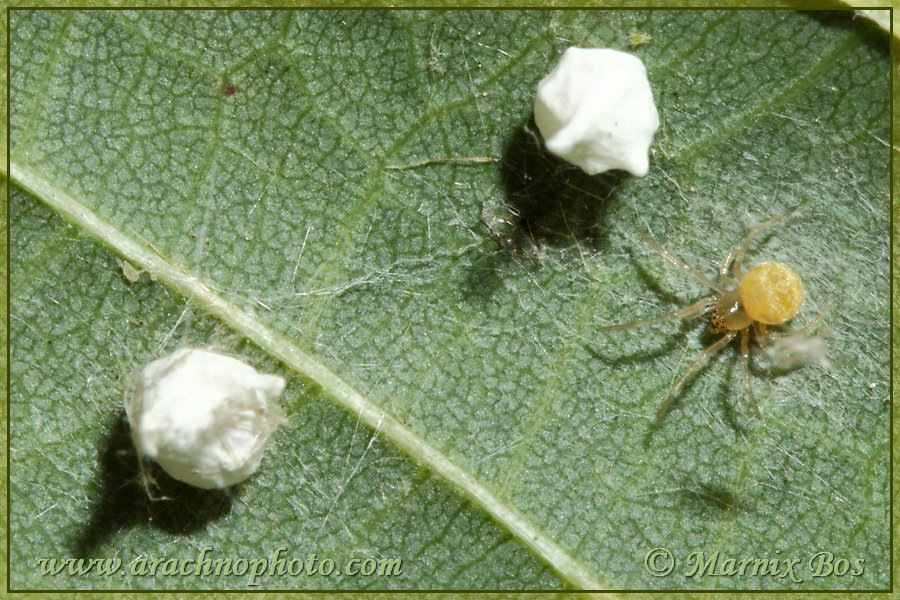 Female with 2 egg sacs