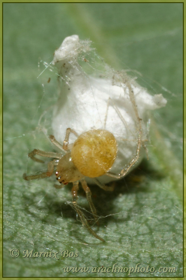 Female with egg sac