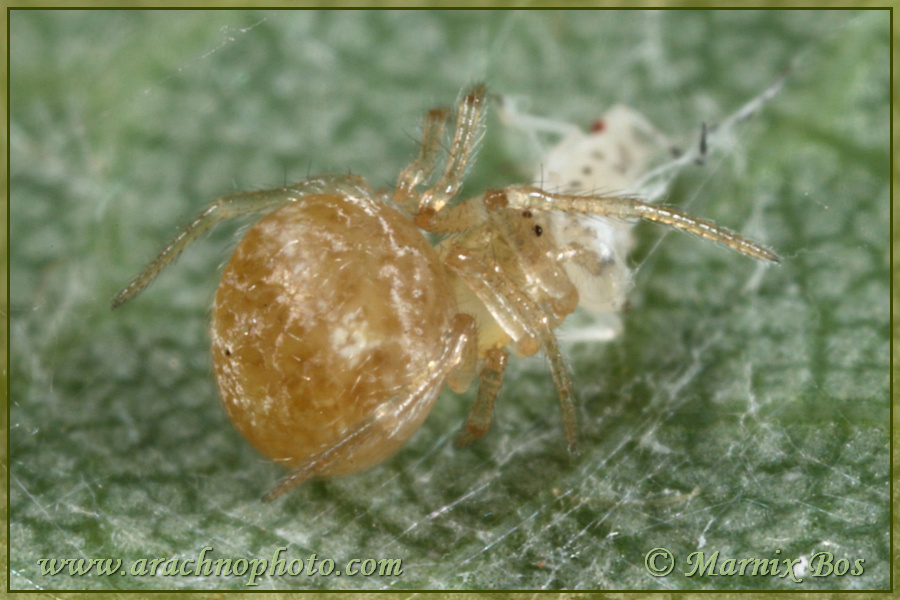 Female with aphid
