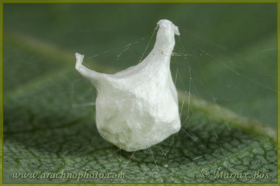 Egg sac