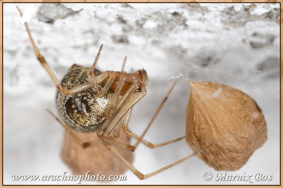 Female with egg sacs