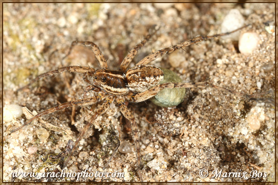 Female with egg sac