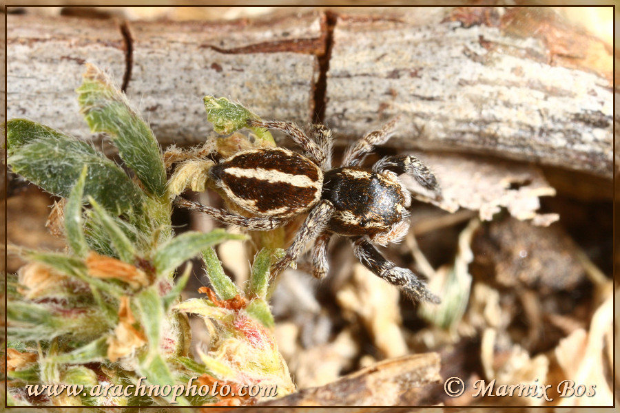 Female