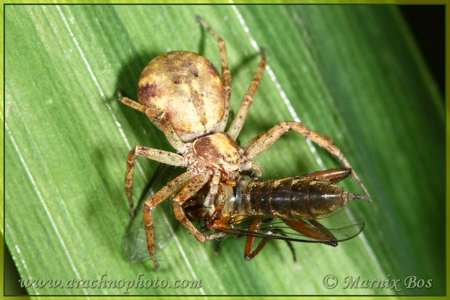 Female