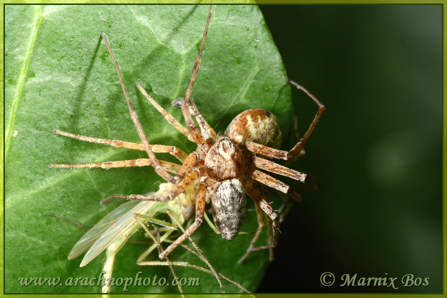 Male and female; mating