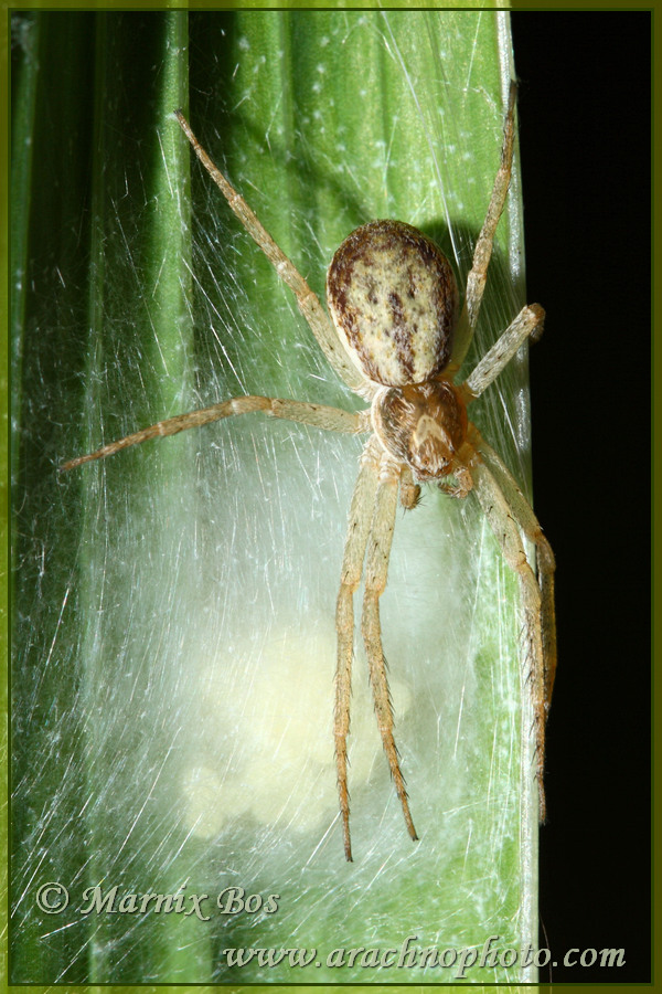 Female with egg sac