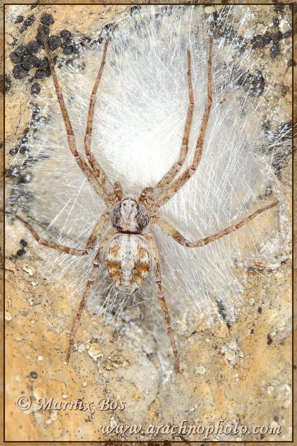 Female with egg sac