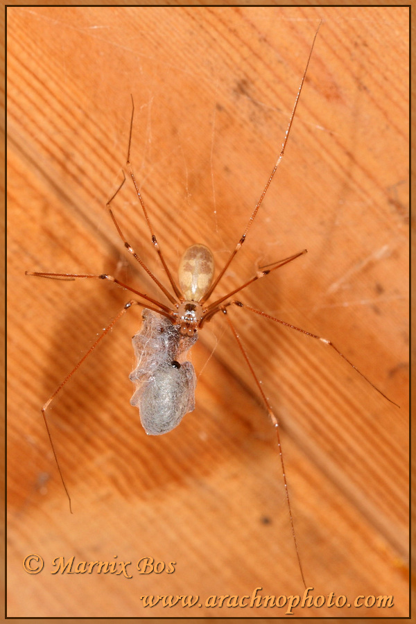 Male with prey