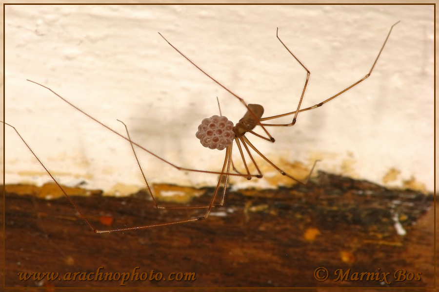 Female with egg sac