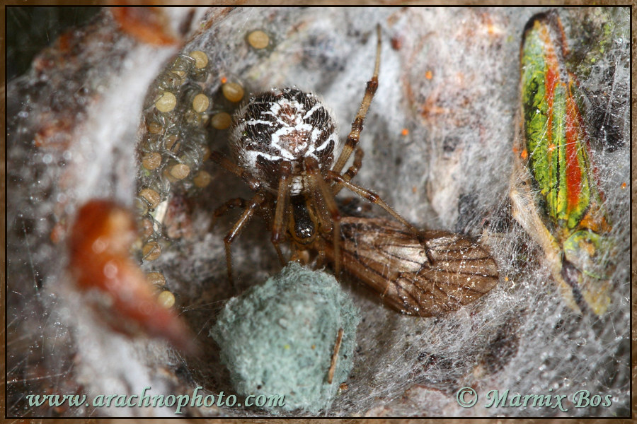 Vrouwtje met jonge spinnetjes