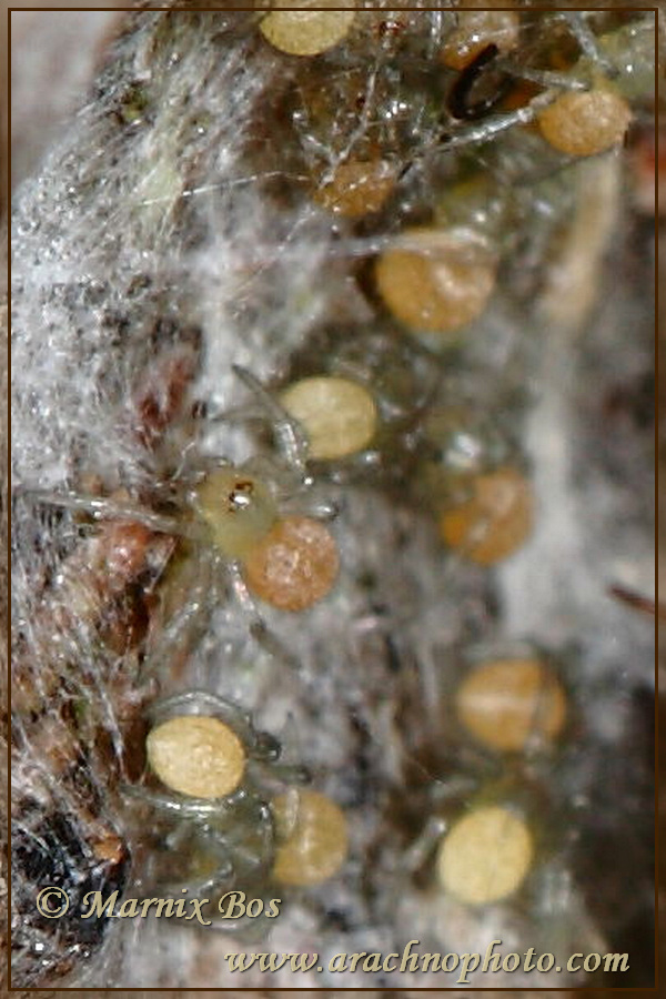 Spiderlings