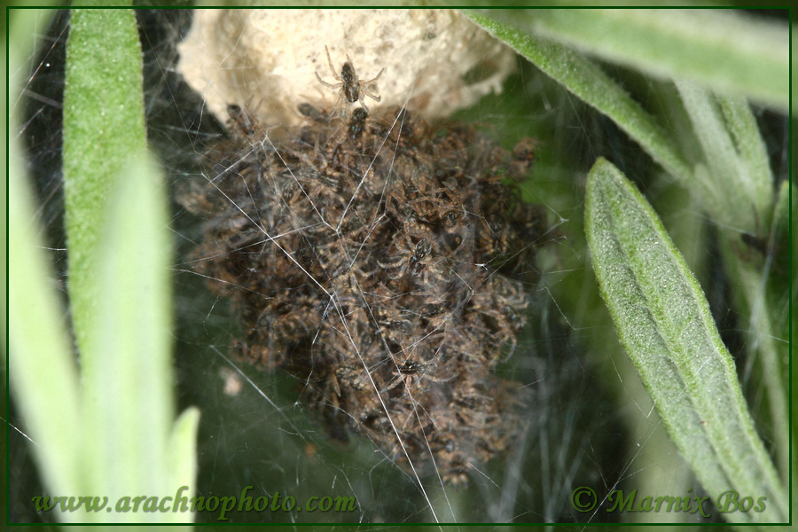 Jonge spinnetjes