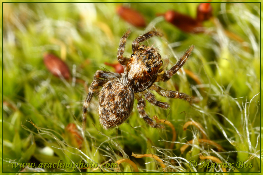 Female