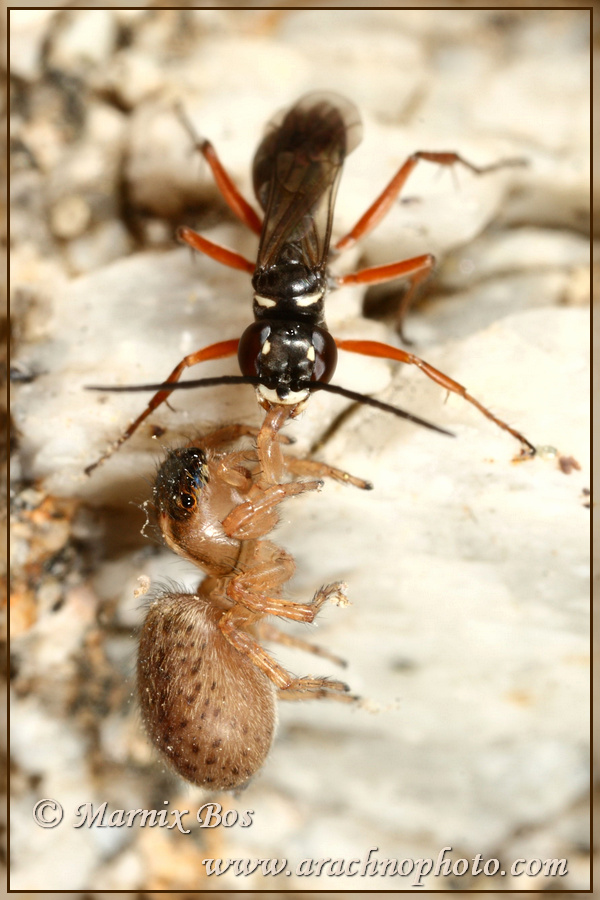 Paralysed by wasp