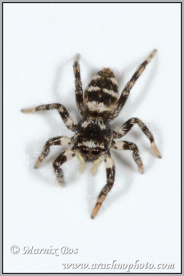 Subadult vrouwtje