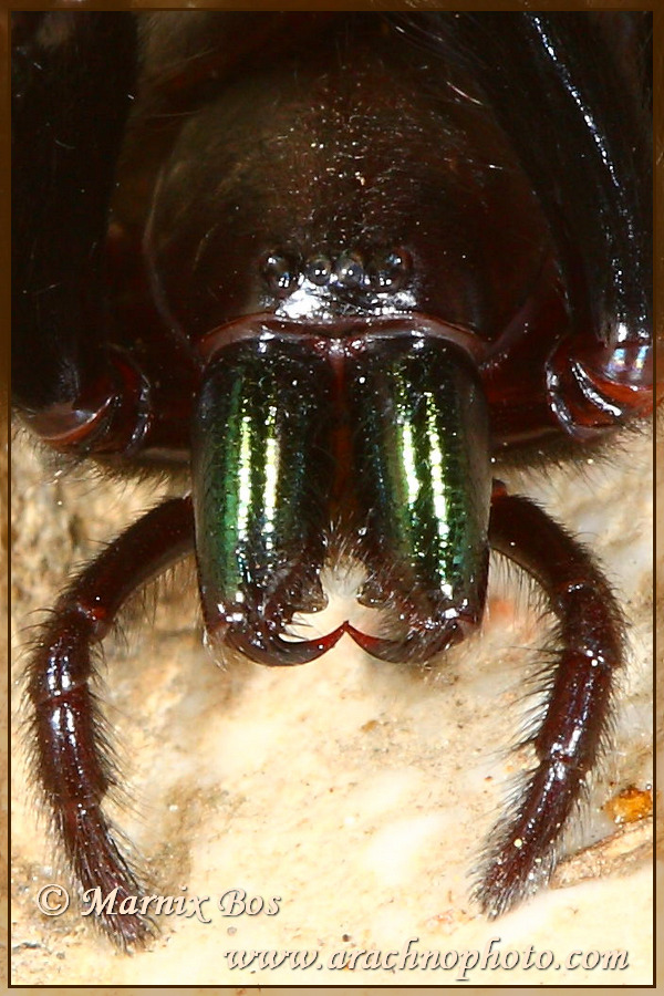 Female, typical green chelicerae