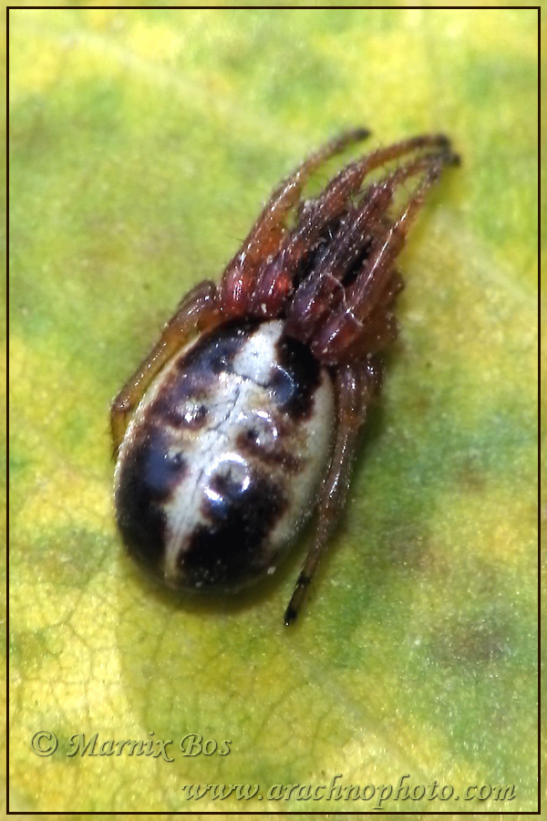 Female