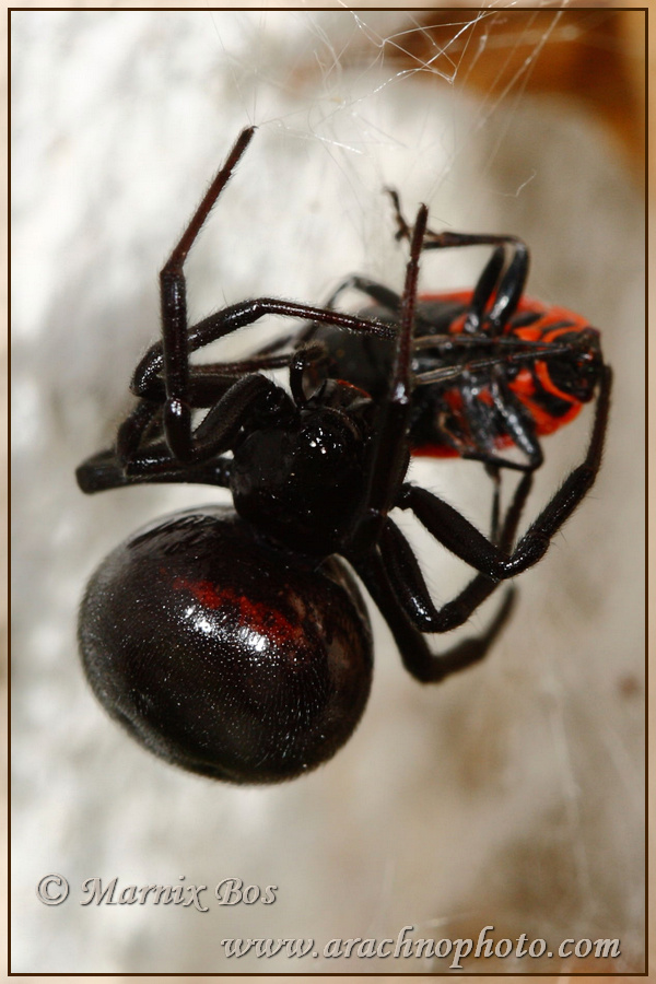 Female with bug