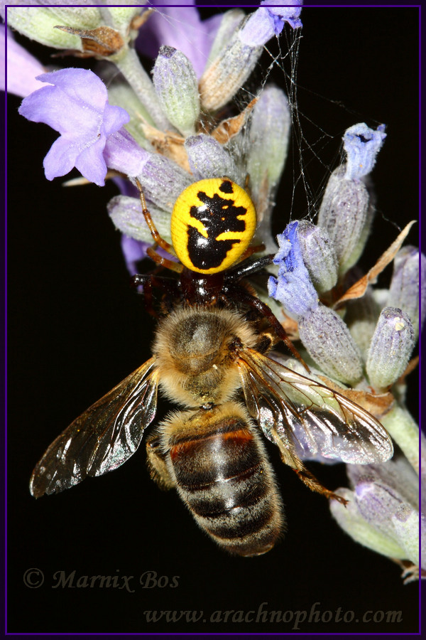 Female with honeybee