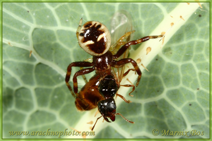 Female with ant