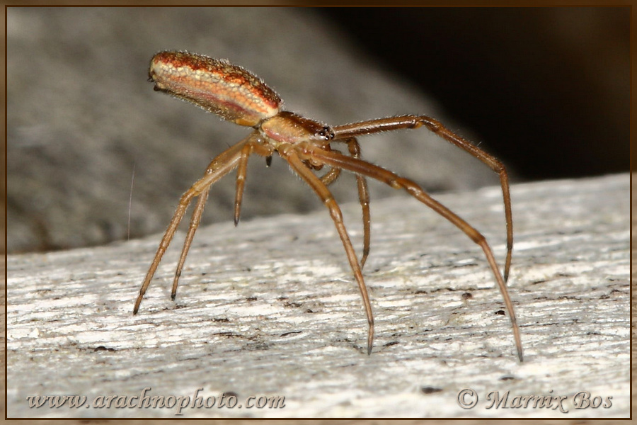 Female