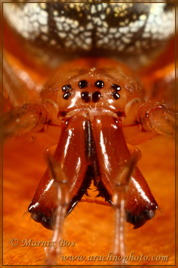 Big chelicerae