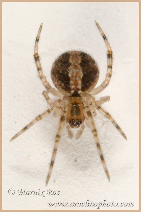 Female