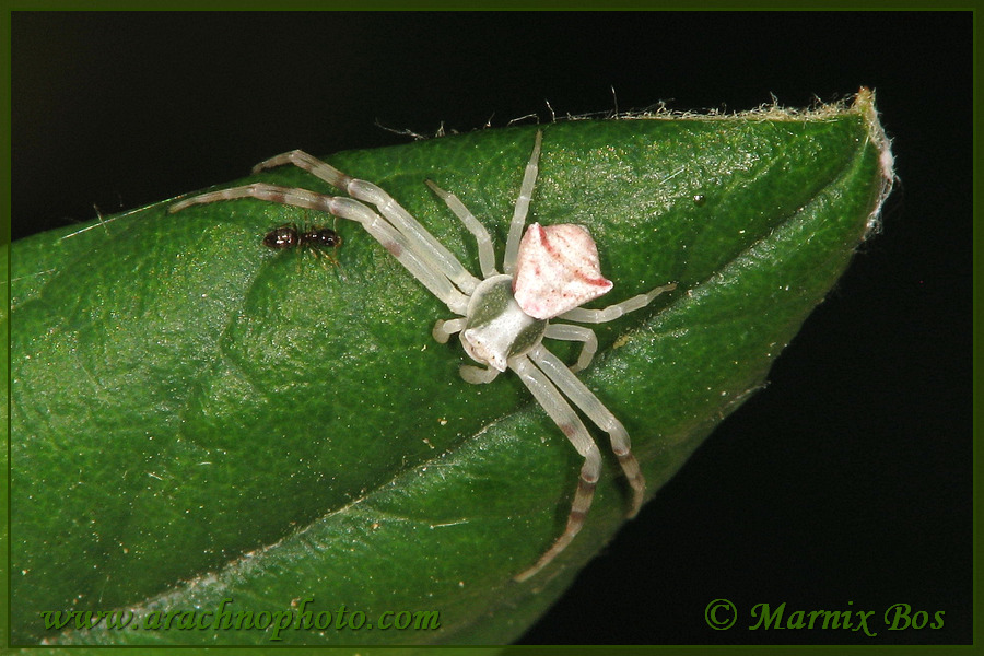 Subadult mannetje