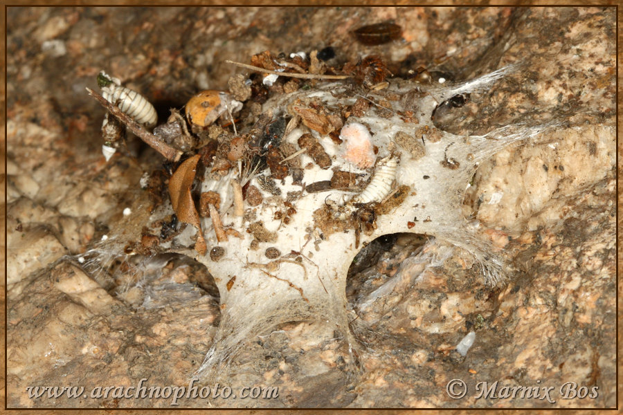 Characteristic igloo-shaped web