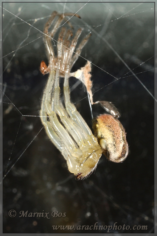 Female; moulting