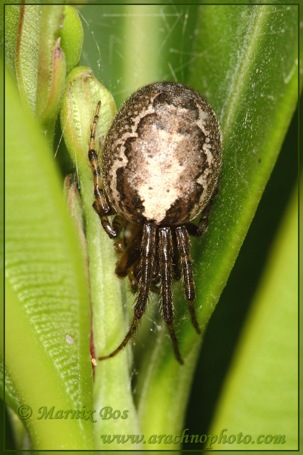 Female