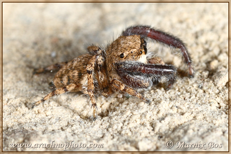 Mannetje, scrapes sand of rock