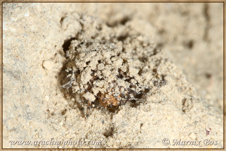 Camouflaged silken retreat; male inside