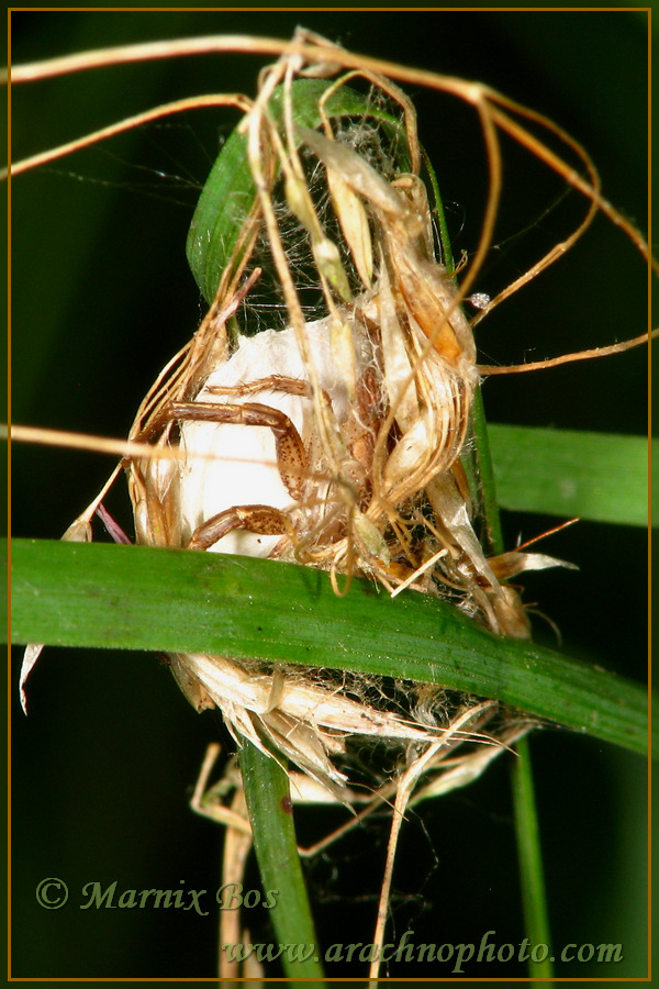 Female with egg sac
