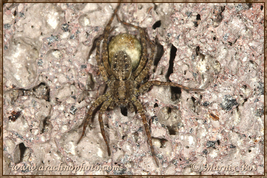 Female with egg sac