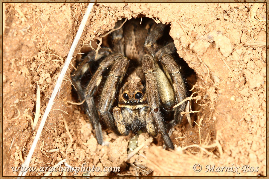 Female in retreat