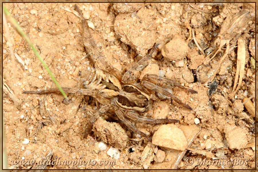 Lycosa tarantula (Linnaeus, 1758) – ArachnoPhoto