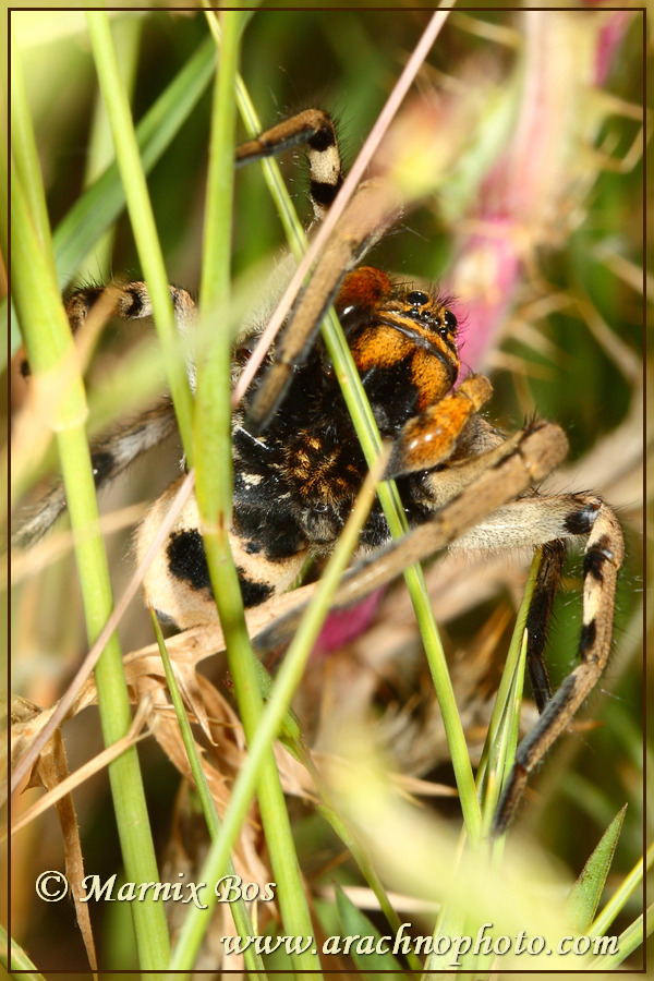 Mannetje onderkant