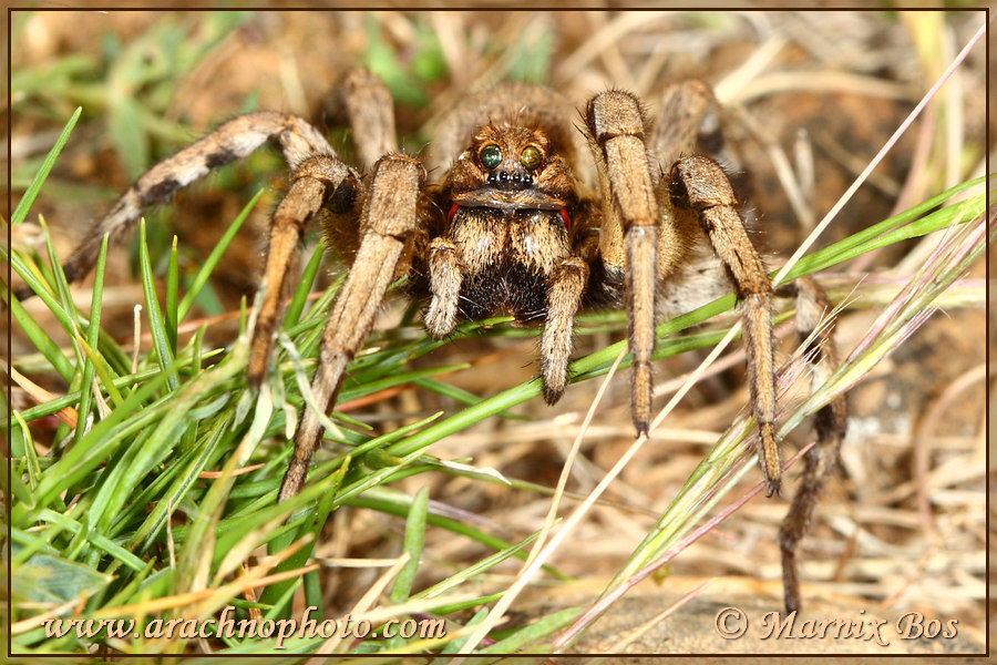 Not the damaged frontal eyes; these are normally black