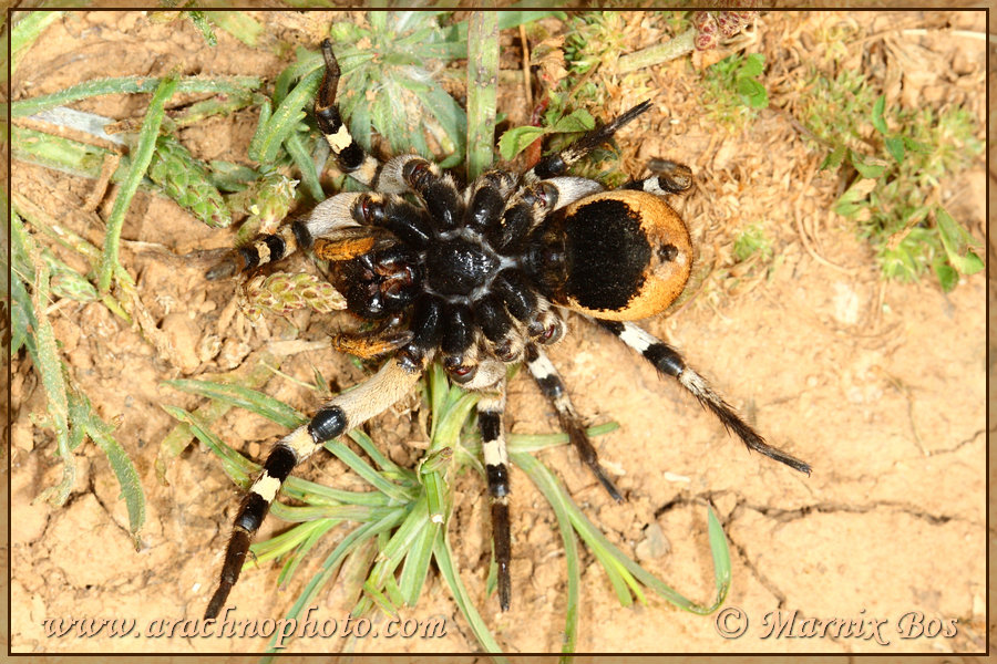 Female ventral side