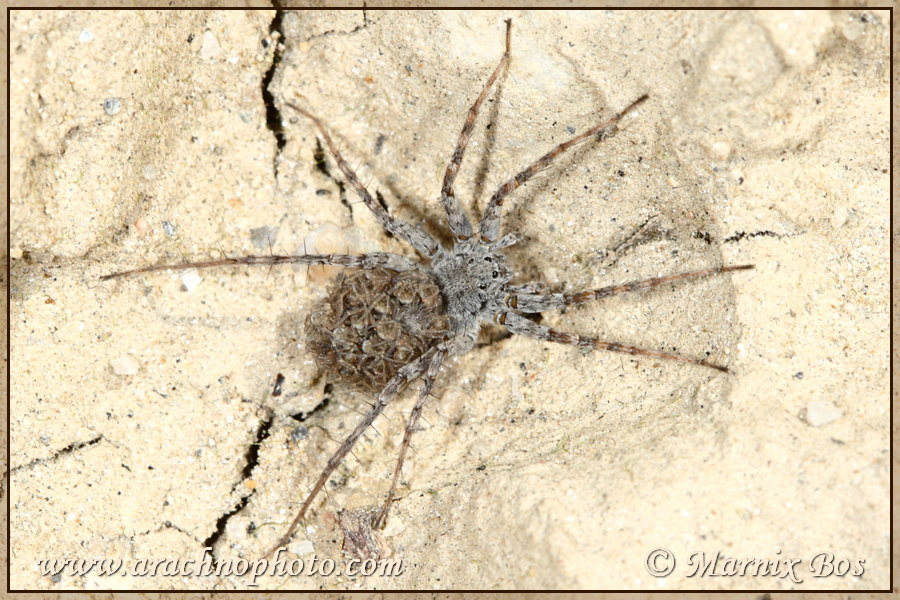 Vrouwtje met jonge spinnetjes
