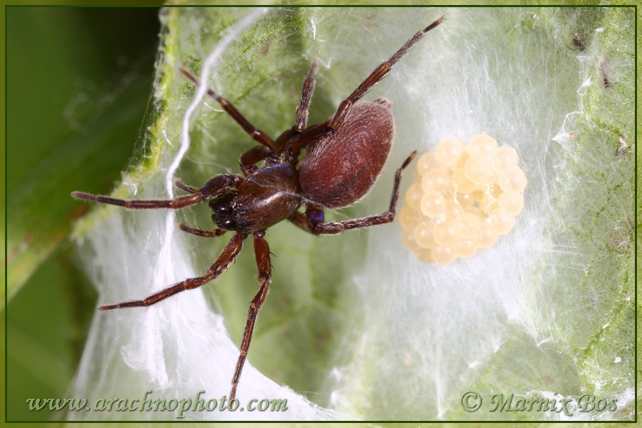 Female with eggs