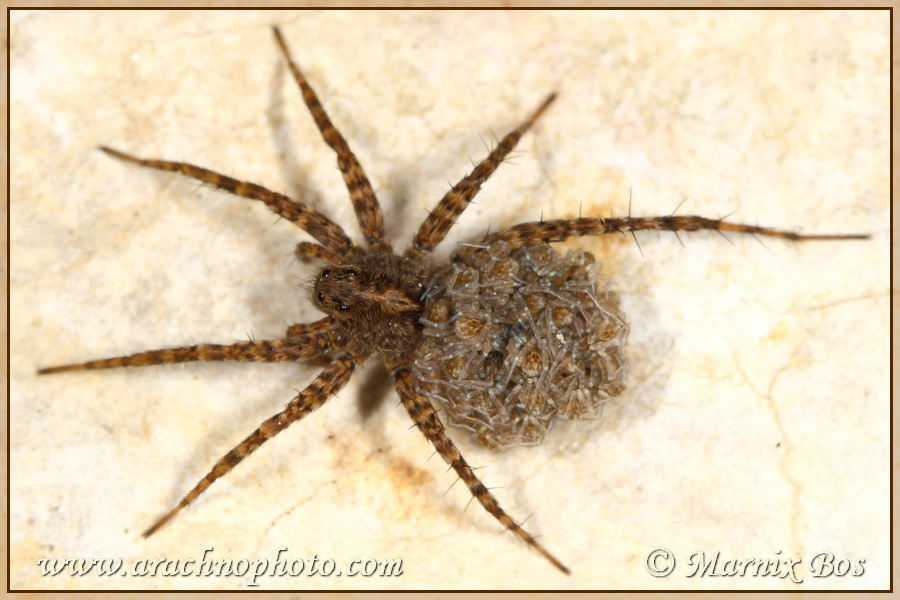 Female with spiderlings