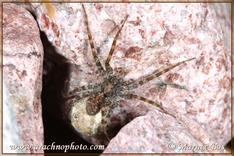 Female with egg sac