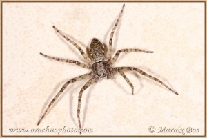 Philodromus buxi