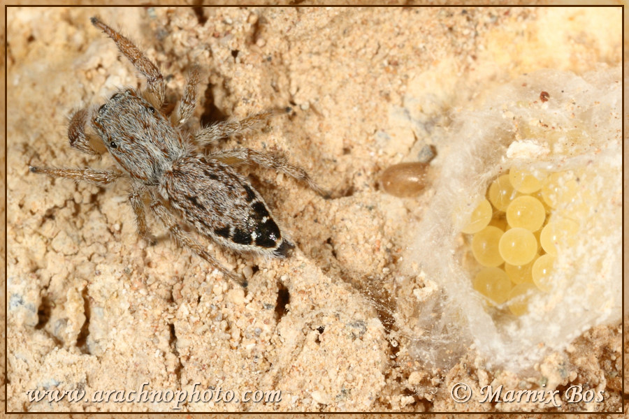 Female with eggs