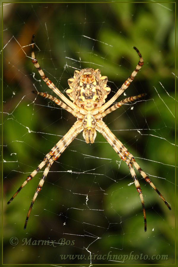 Female