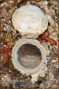 Cyrtocarenum grajum, opened trapdoor and retreat