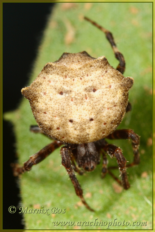 Female