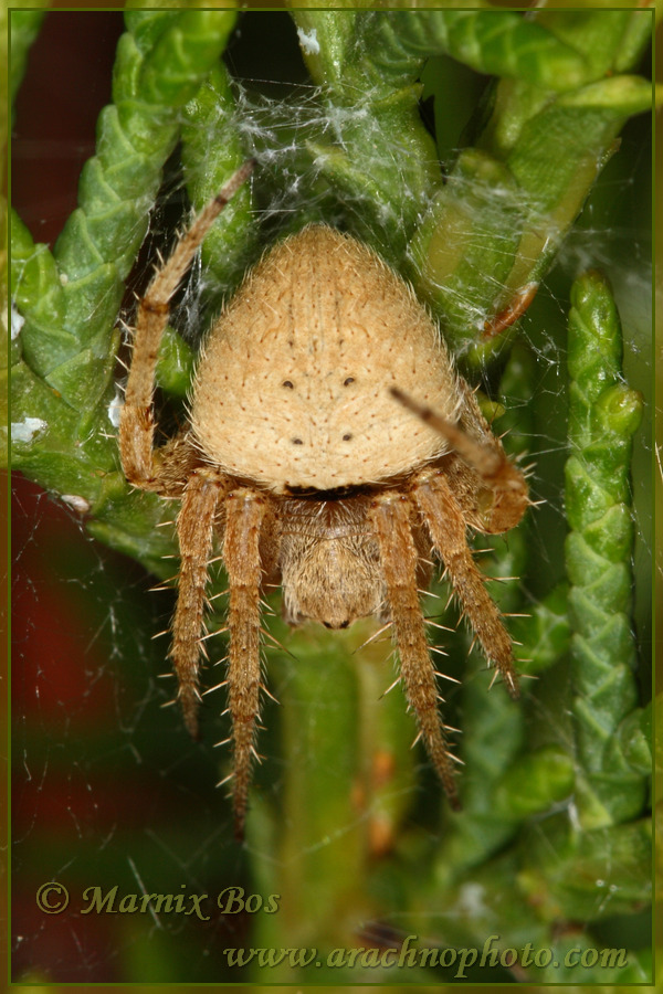 Female